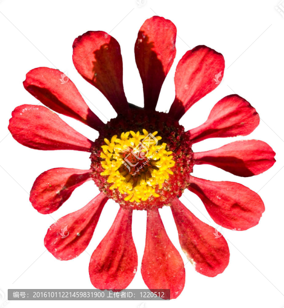 Daisy,flowes孤立在白色背景