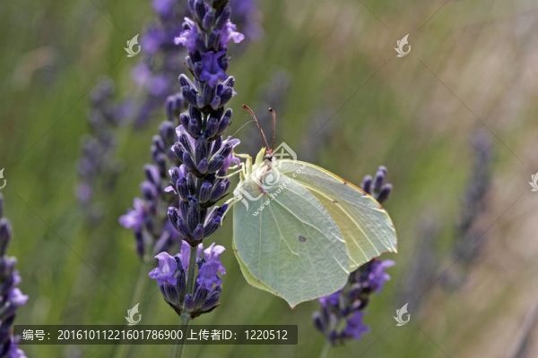 Gonepteryx,cleopatra；埃及艷后的蝴蝶