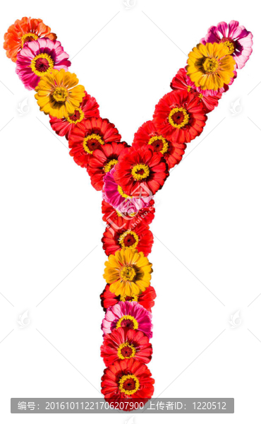 來自不同花卉的字母收藏