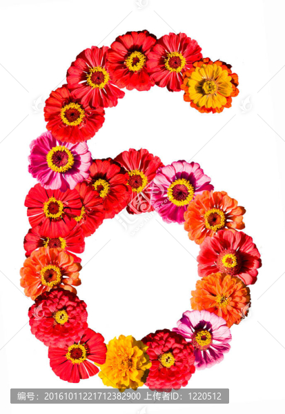 白色花6號(hào)