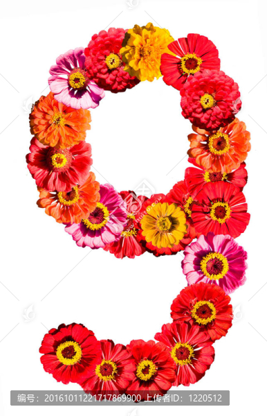 白色花9號(hào)