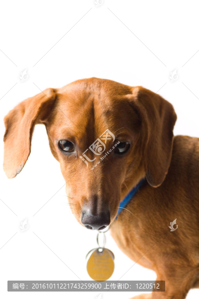 迷你臘腸犬上身白色