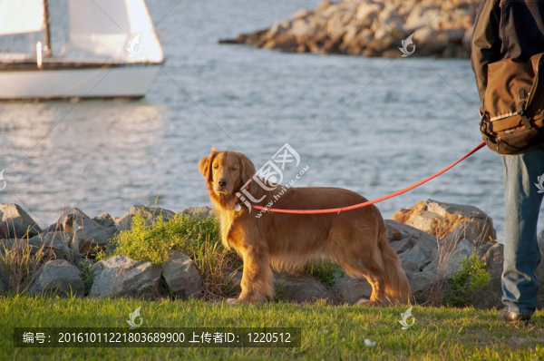 漂亮的金毛獵犬