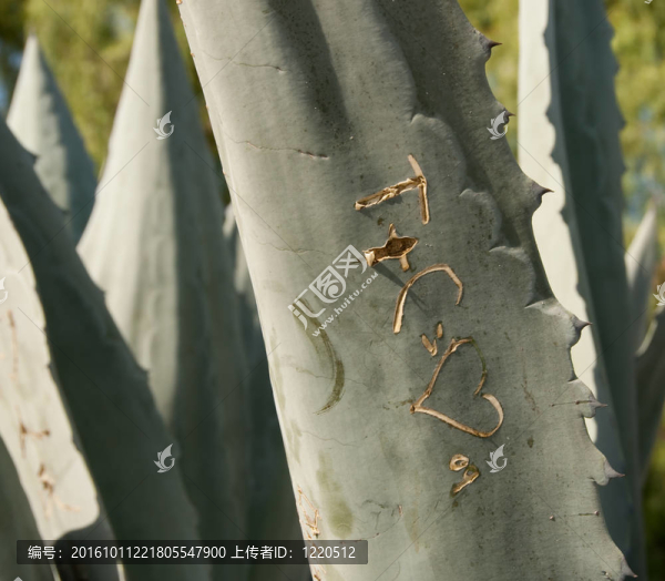 以龍舌蘭植物雕刻