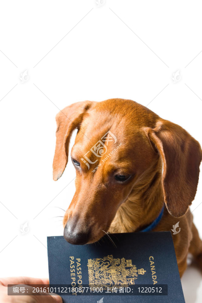 迷你臘腸犬交護(hù)照白色隔離