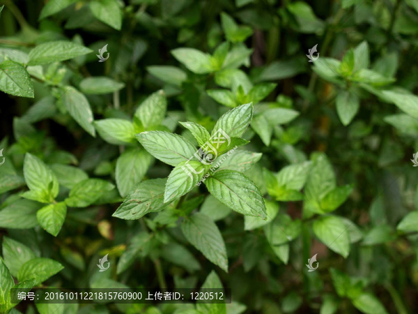 薄荷