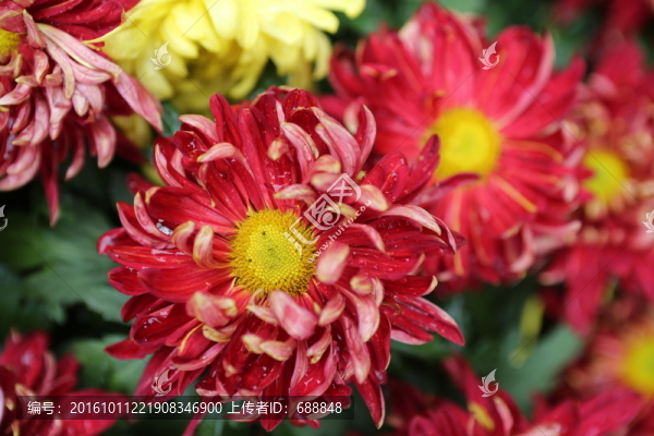 菊花