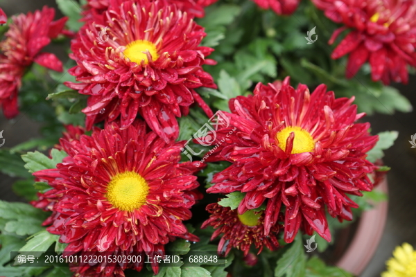 菊花