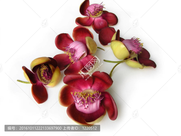 炮彈花二零二