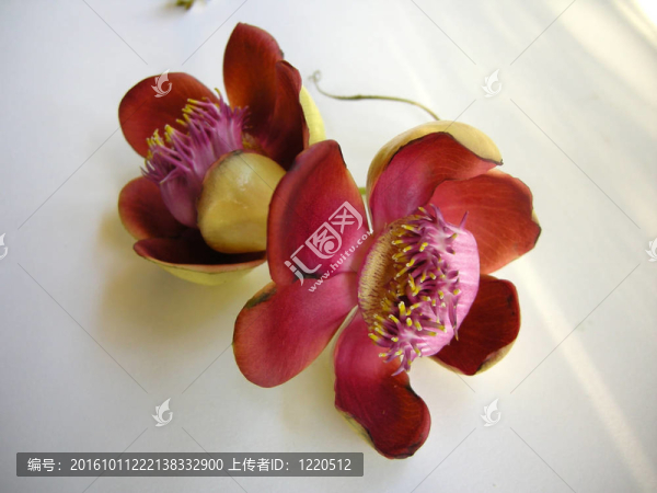 炮彈花二零七
