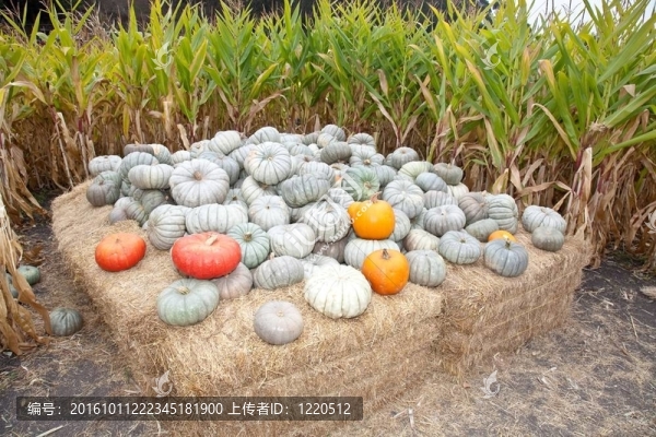 南瓜