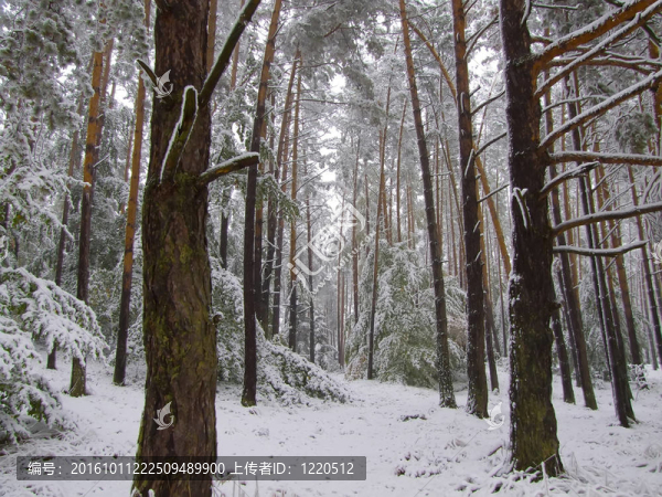 第一場(chǎng)雪