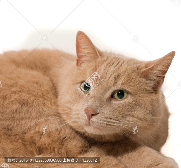貓隔離