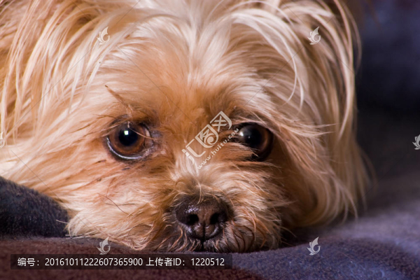 可愛(ài)的小梗犬