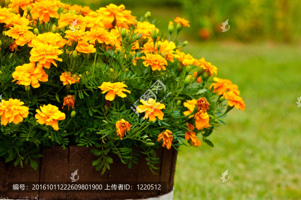 五顏六色的花朵