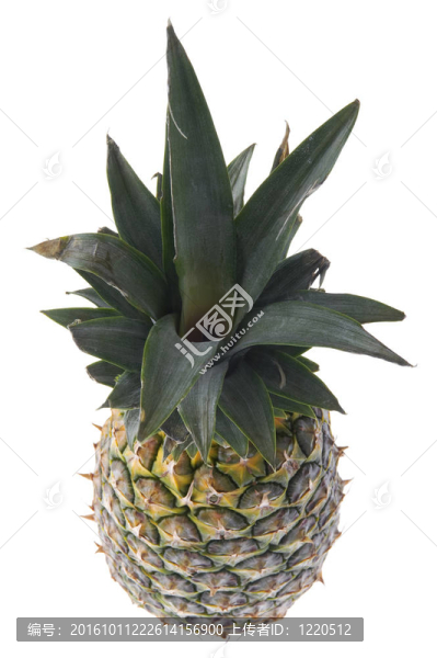菠蘿