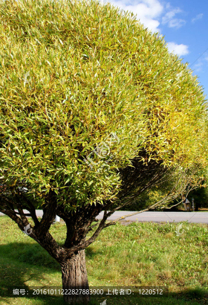 小Willow,Tree