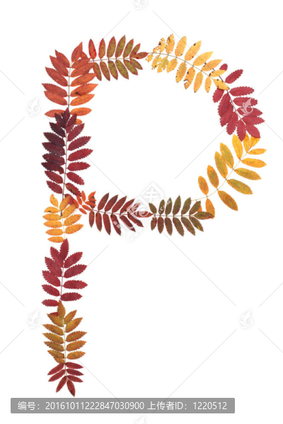 字母P字母