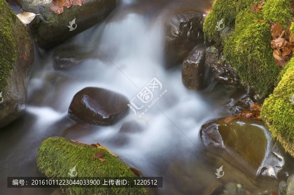森林河