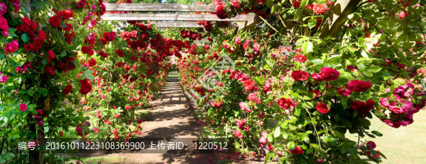 花園里的紅玫瑰