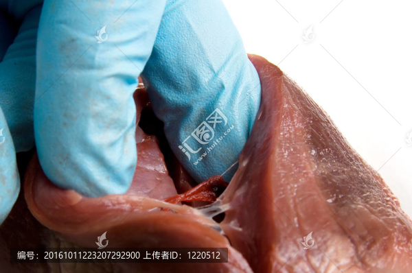 心臟手術(shù)隔離手套