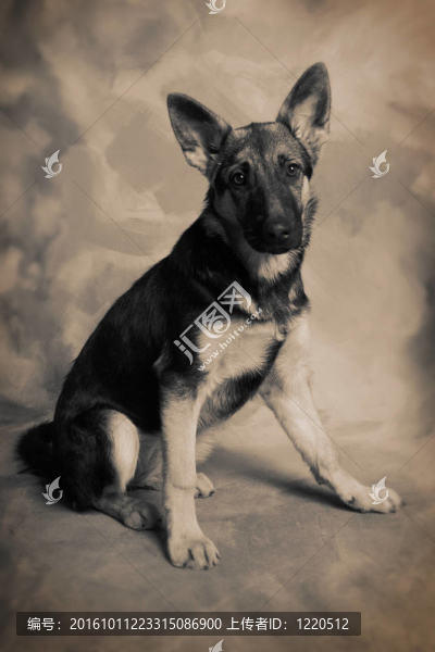 狗德國(guó)牧羊犬