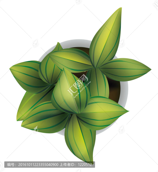 植物