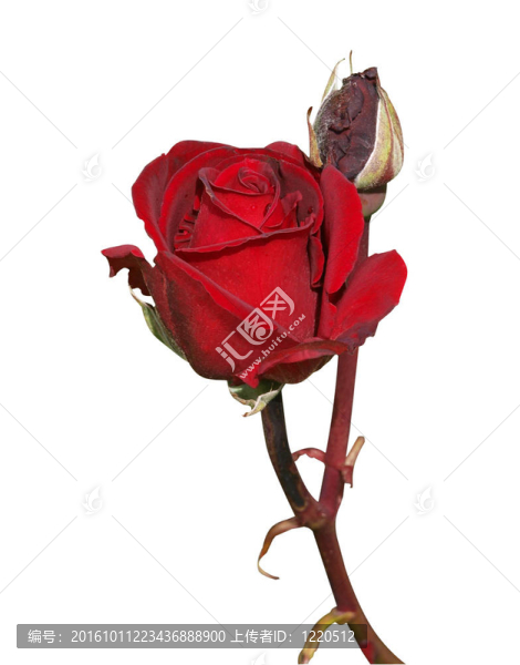 紅玫瑰與芽