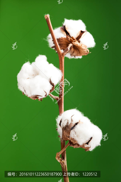 綠色背景下的棉花植株