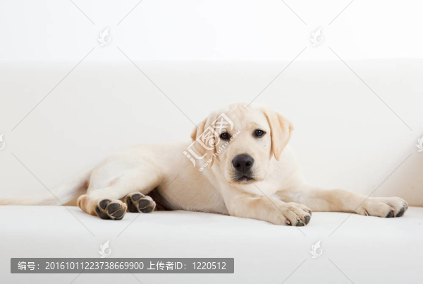 可愛(ài)的拉布拉多犬