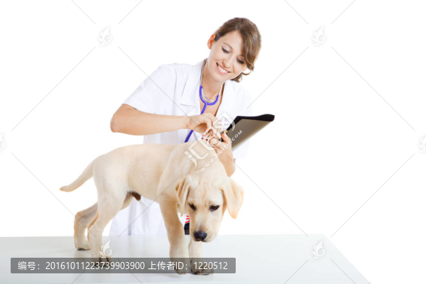 獸藥照顧狗