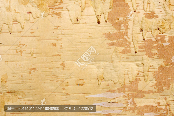 樹(shù)皮的一種