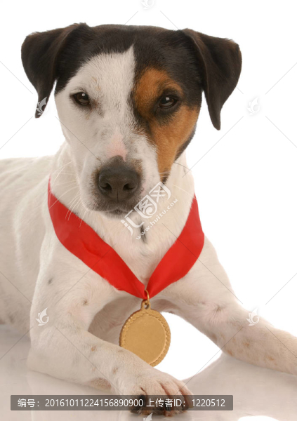 jack,russel梗與獲獎的獎牌在脖子上