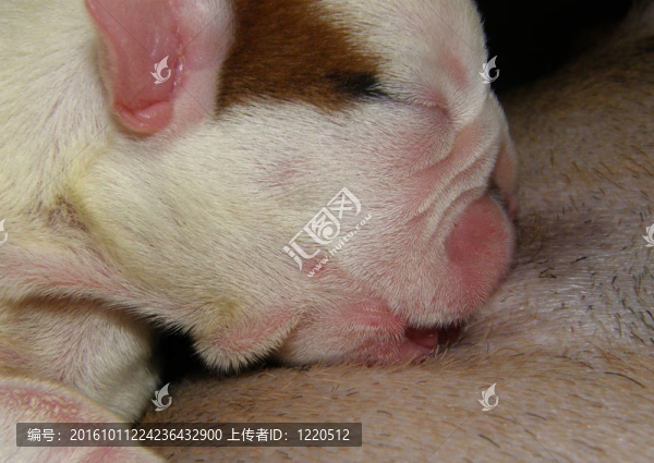 英國(guó)斗牛犬幼犬護(hù)理兩天大
