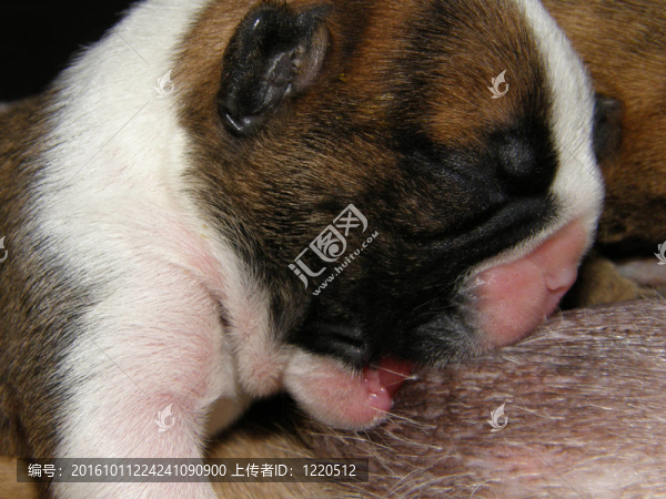 英國斗牛犬幼犬護(hù)理兩天大