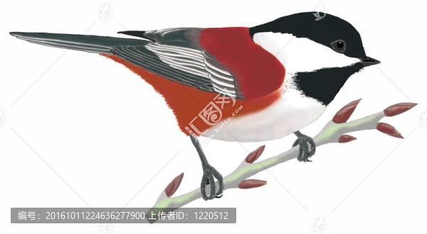 栗背山雀