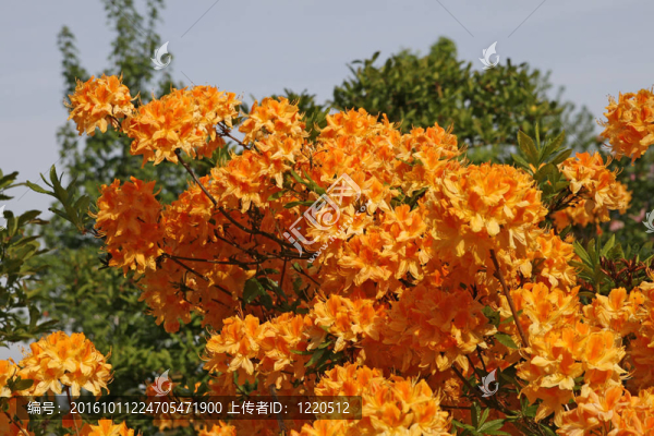 杜鵑；春天橙色的杜鵑花