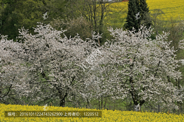 春油菜田櫻桃樹(shù)