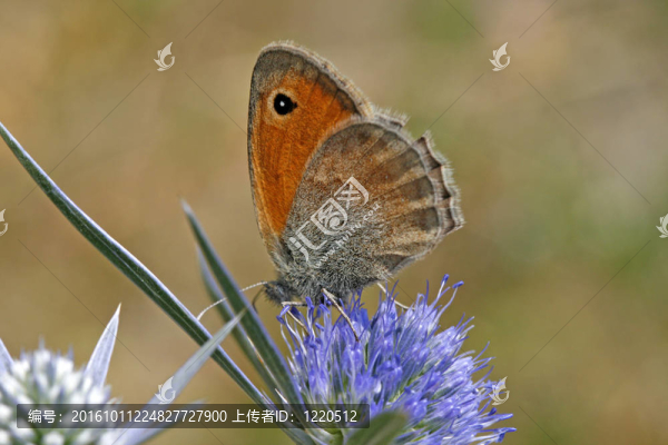 小Heath（Coenonympha,pamphilus）