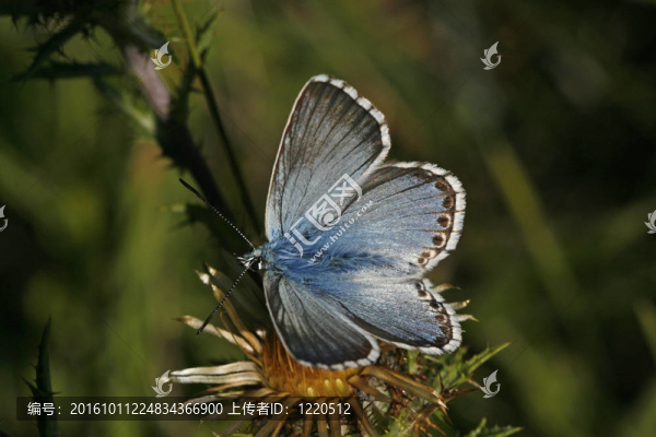 白堊山藍；Polyommatus,coridon；Lysandra,coridon；silbergr
