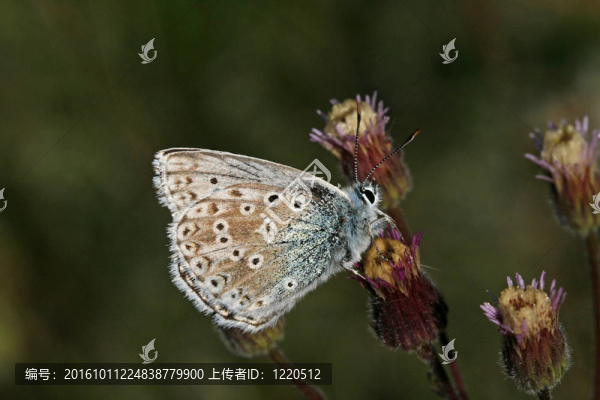 白堊山藍；男性；蝴蝶Polyommatus,coridon；Lysandra,coridon；