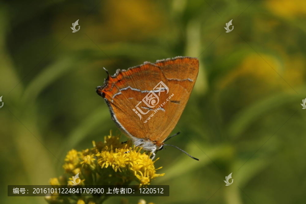 Brown,Hairstreak（特格拉betulae）