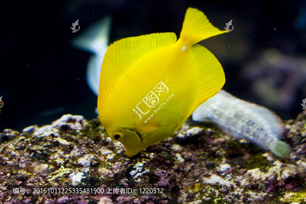 一種奇特的魚游泳
