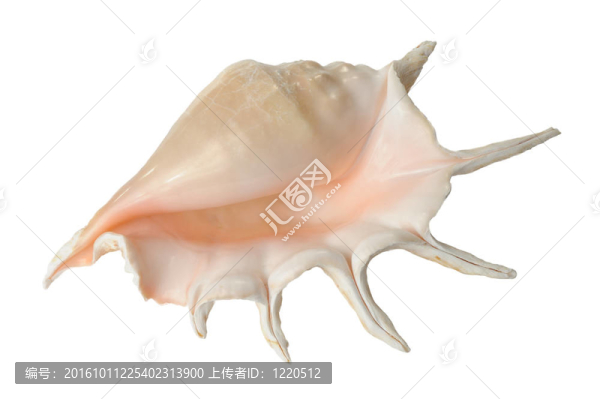 貝殼