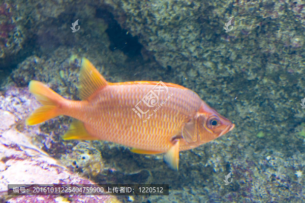 一種奇特的魚游泳