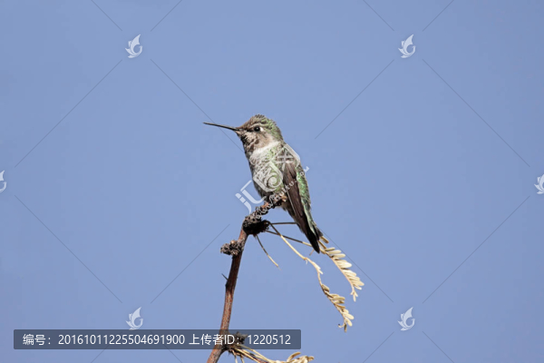 Annas,Hummingbird（克利普特安娜）