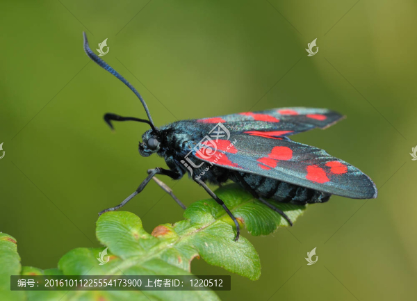 蝴蝶filipendulae鮫