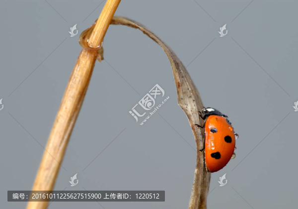 在草葉上的瓢蟲