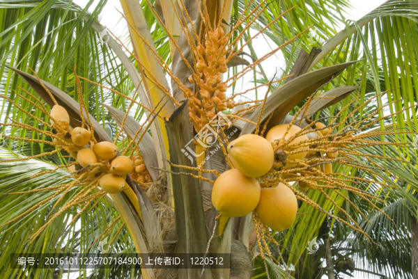 椰子樹
