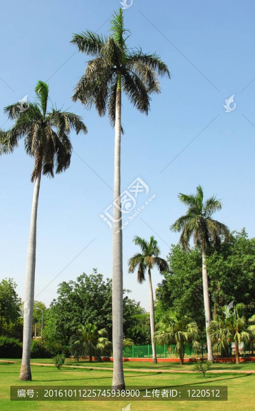 花園里的棕櫚樹(shù)
